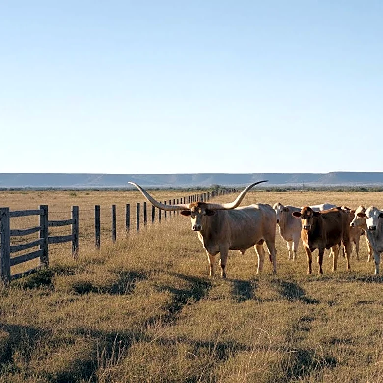 USDA Faces Challenges in Containing Screwworm Infestation Amidst Illegal Cattle Movement