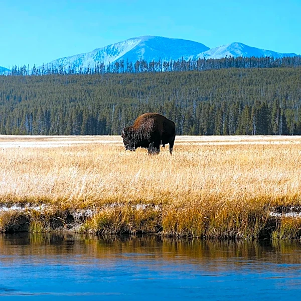 Yellowstone Visitor Injured by Bison Identified as Community-Minded Grandfather