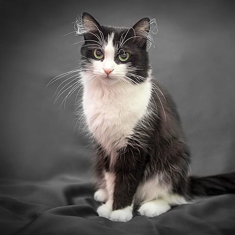 Long Island Cats Rescued from Hoarding Situation Now Available for Adoption