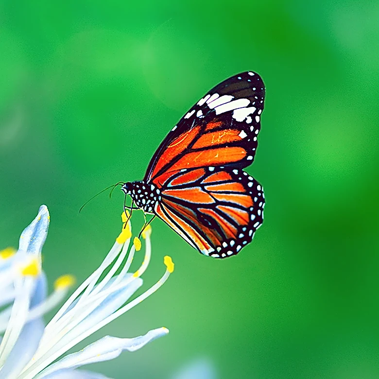 Heliconius Butterflies' Longevity Linked to Pollen Consumption