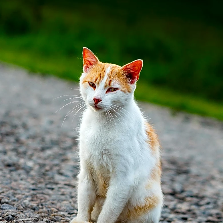 Rescue Organizations Intervene in Pittsburgh to Save Cats from Hazardous Conditions