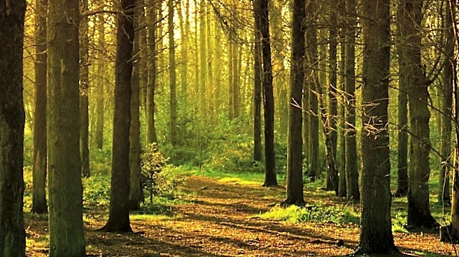 Forest of Marston Vale Named Partner for New English National Forest Project