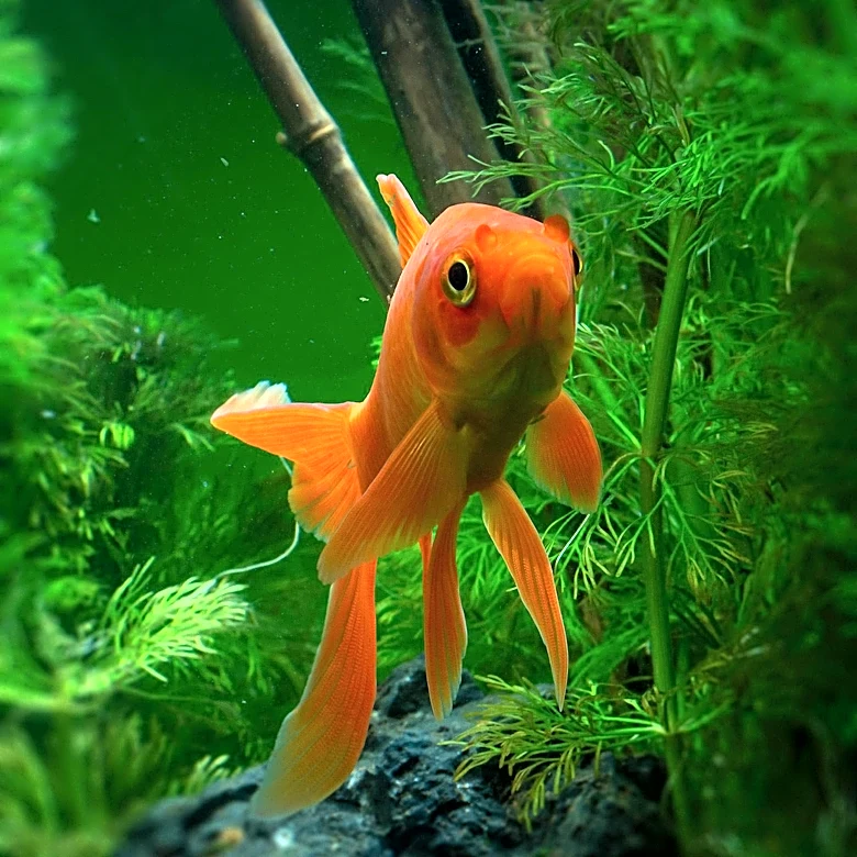 Argentina Court Recognizes Goldfish as Sentient Beings, Setting Precedent for Animal Rights