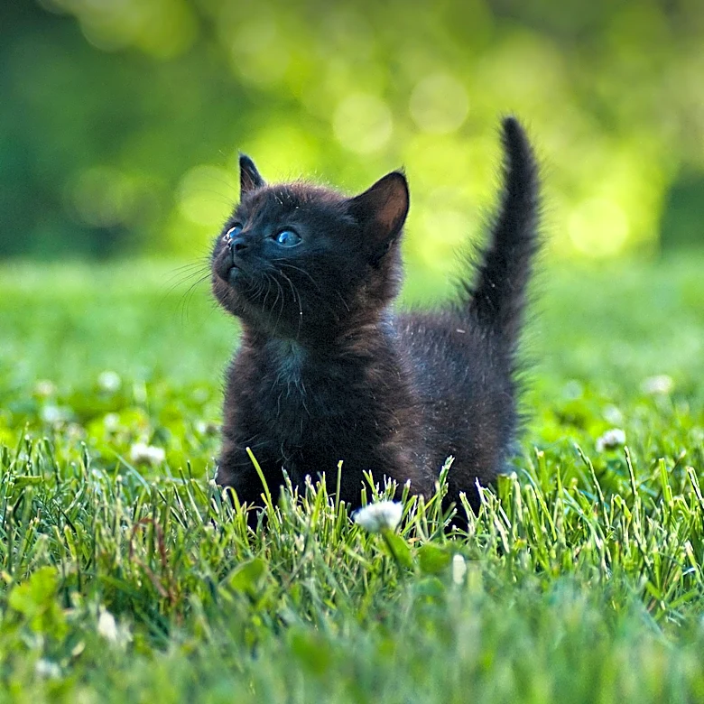 Maryland Bank Robbery Foiled as Suspect Uses Stolen Kitten in Heist Attempt