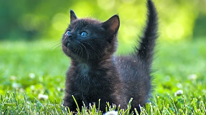 Maryland Bank Robbery Foiled as Suspect Uses Stolen Kitten in Heist Attempt