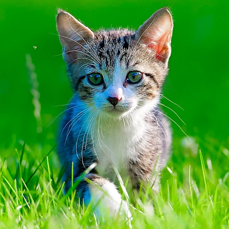 Maryland Man Allegedly Uses Stolen Kitten in Bank Robbery Attempt