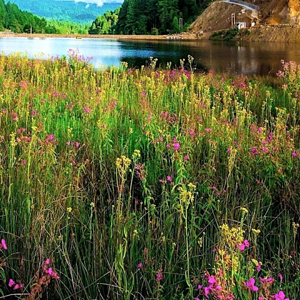 Utah Wildflower Festival Marks 30th Anniversary, Highlights Watershed Conservation