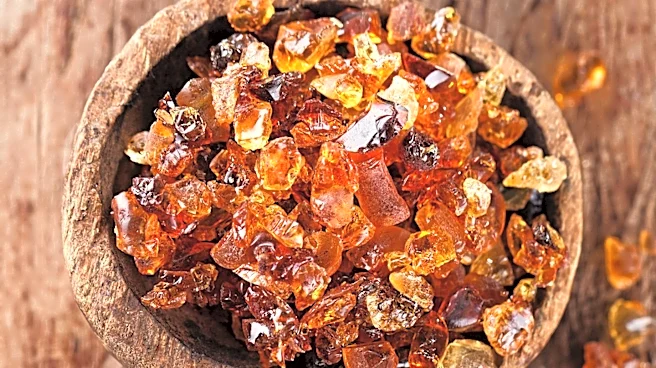 Paleontologists Discover World's Oldest Amber, Shedding Light on Early Plant Evolution