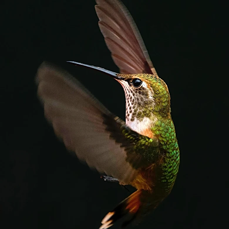Hummingbird AI Defends Proposed T Data Centre Project Amid Public Skepticism