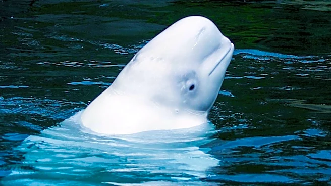 28 Beluga Whales Relocated to U.S. Aquariums from Marineland in Emergency Rescue