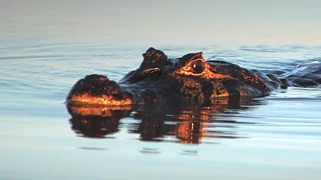 Wildlife Experts Warn of Alligator Nesting Season and Broward County Wildfire Risks