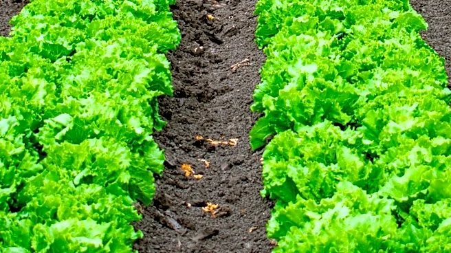 Salinas Farm Implicated in Nationwide Cyclospora Outbreak Affecting Taco Bell