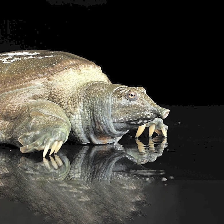 Israel's Conservation Efforts Lead to Record Softshell Turtle Nesting