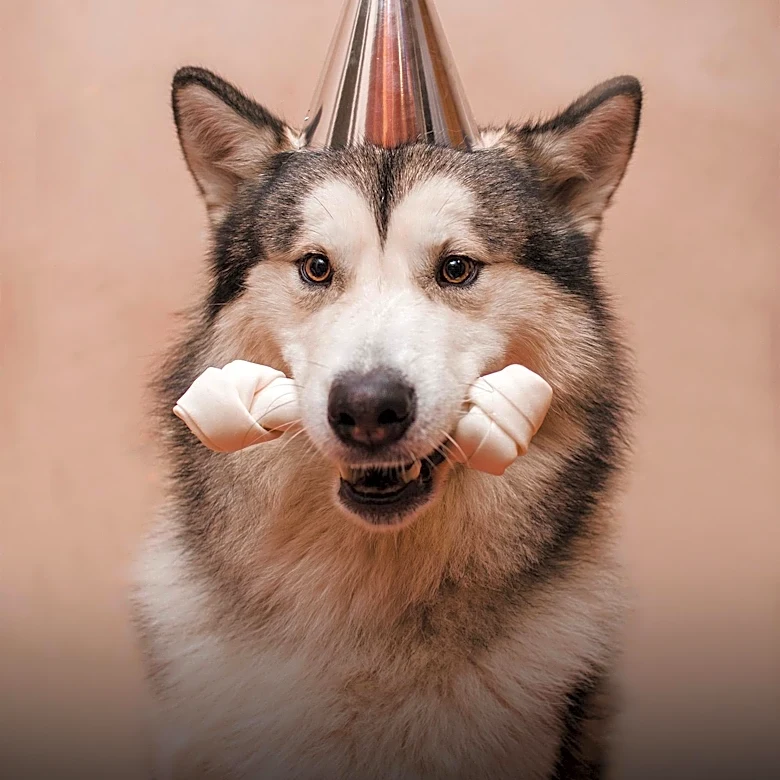 Icelandic Sheepdog Day Celebrates Breed with Events Across Iceland