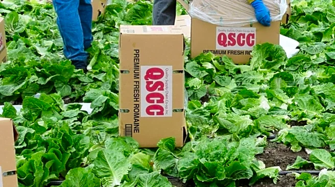 FDA Identifies Mexican-Grown Lettuce as Culprit in Nationwide Cyclosporiasis Outbreak