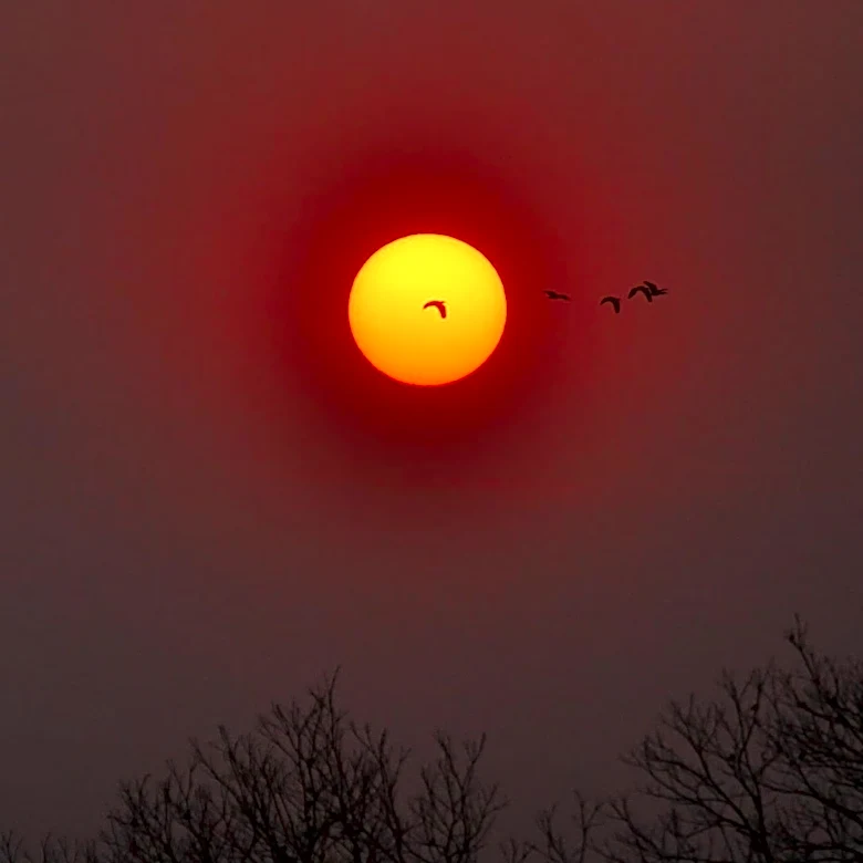 Delaware County Faces Wildlife Concerns Amid Poor Air Quality