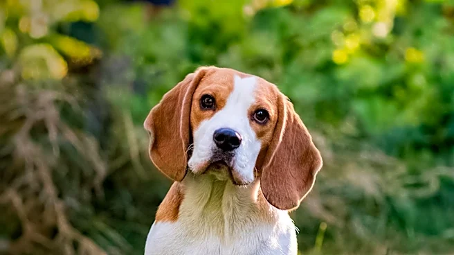 Houston Kennel Club Hosts Major Dog Show with Beagle Participation