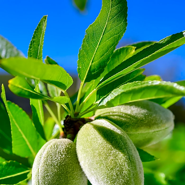 California Almond Farms Adopt Sustainable Practices to Improve Environmental Impact