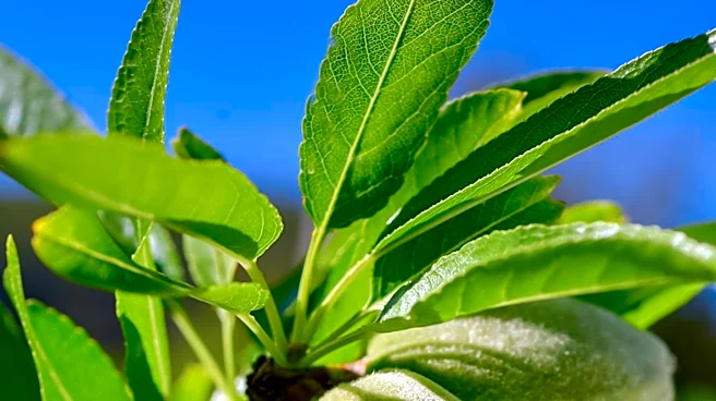 California Almond Farms Adopt Sustainable Practices to Improve Environmental Impact