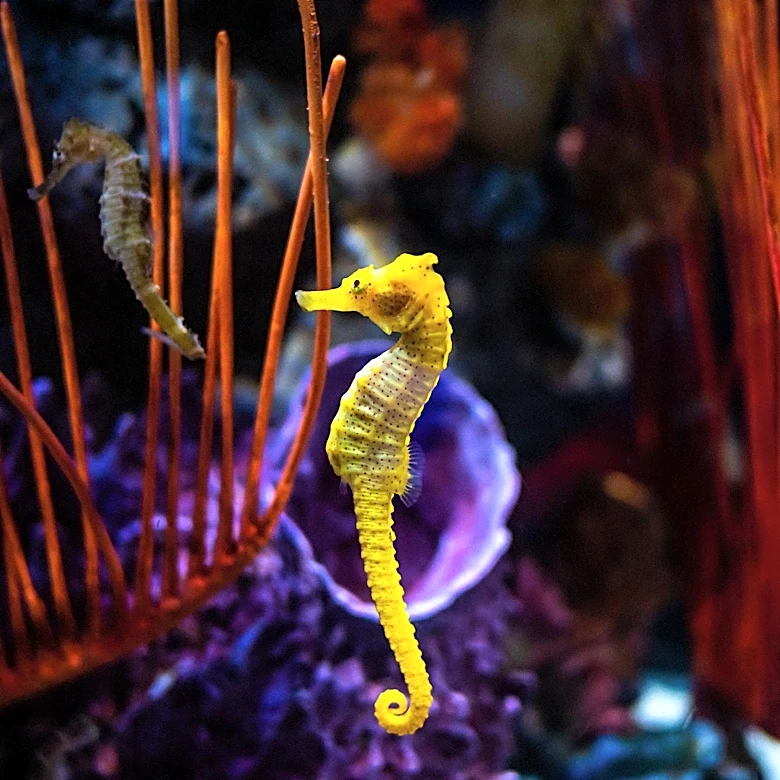 Seahorses Face Threats from Climate Change and Habitat Loss
