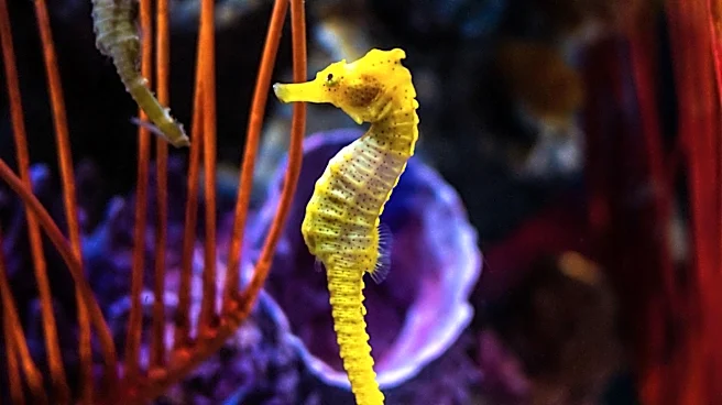 Seahorses Face Threats from Climate Change and Habitat Loss