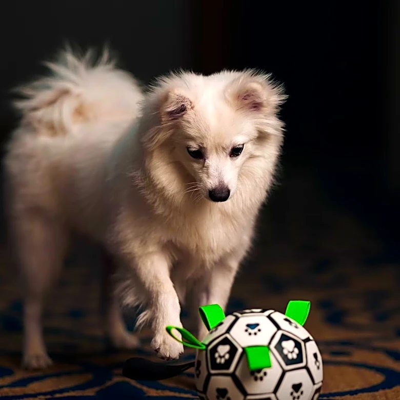 American Kennel Club Implements New Policy to Protect Dogs at Events