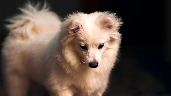American Kennel Club Implements New Policy to Protect Dogs at Events