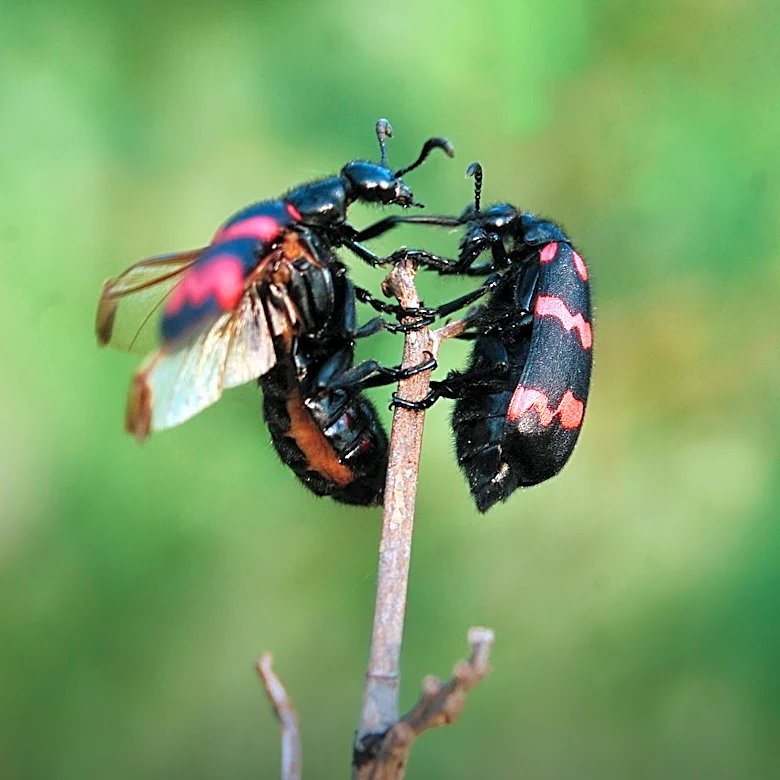 Study Explores Impact of Climate Change on Burying Beetles' Mating Behavior