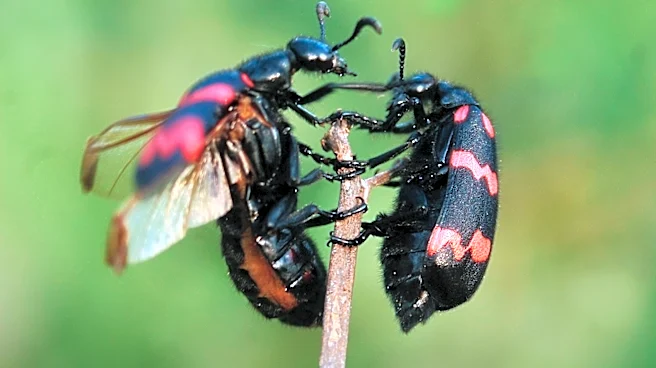 Study Explores Impact of Climate Change on Burying Beetles' Mating Behavior