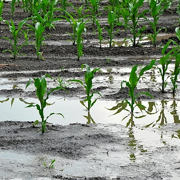 Iowa Agriculture Secretary Mike Naig Discusses Water Quality at Delaware County Fair