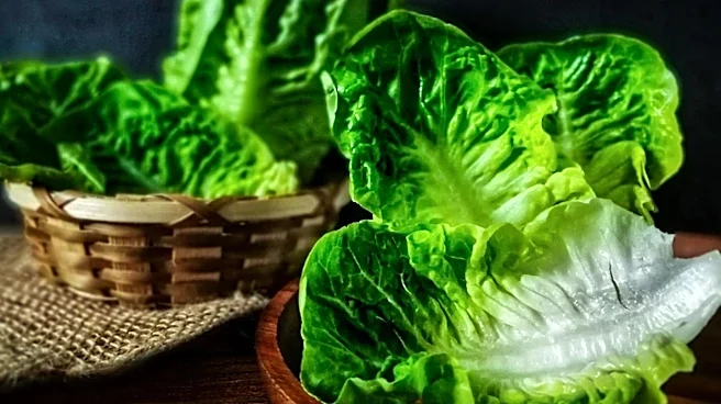 CDC Links Nationwide Diarrhea Outbreak to Contaminated Iceberg Lettuce from Mexico