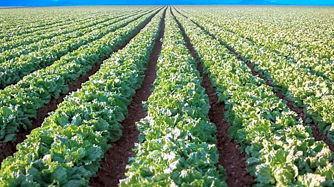 Taylor Farms Recalls Iceberg Lettuce Amid Cyclosporiasis Outbreak in the U.S.
