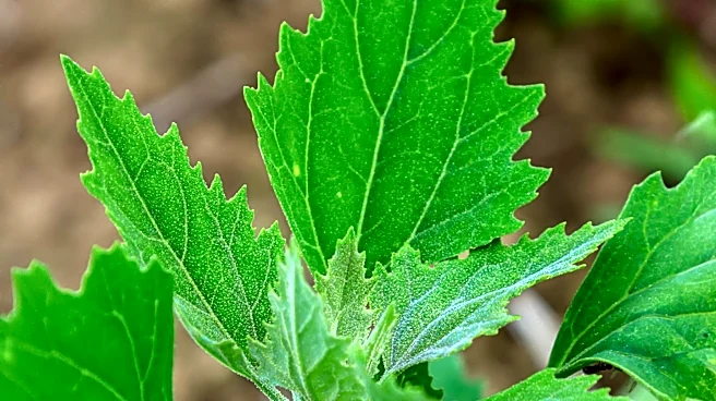 Researchers Develop Catnip-Based Mosquito Repellent for Rural Uganda