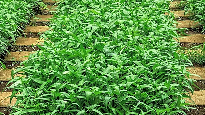 Eritrea's Ministry of Agriculture Reviews Regional Activities, Emphasizes Farm Plot Program