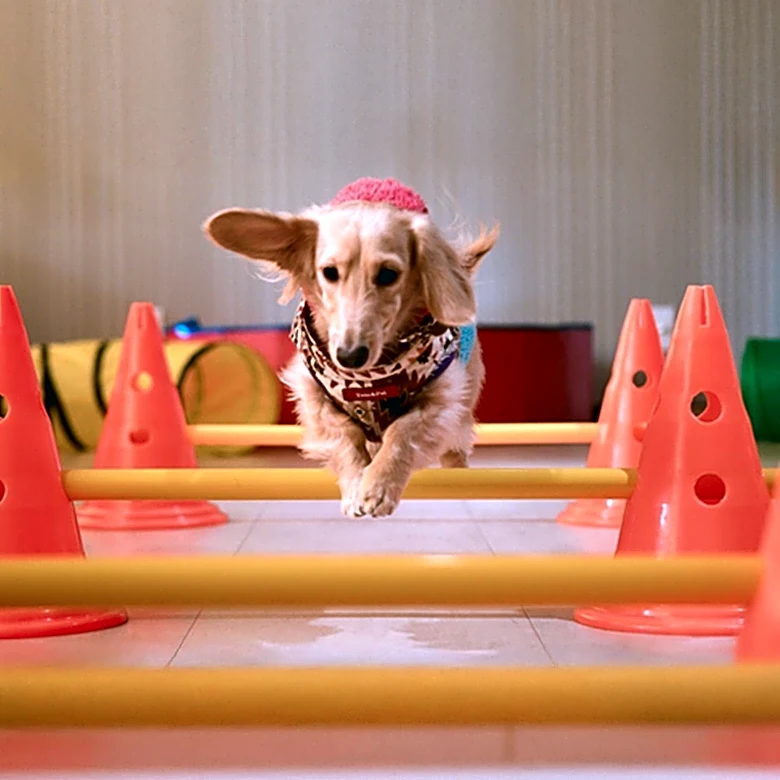 Houston Kennel Club Hosts Major Dog Show with Over 1400 Entries