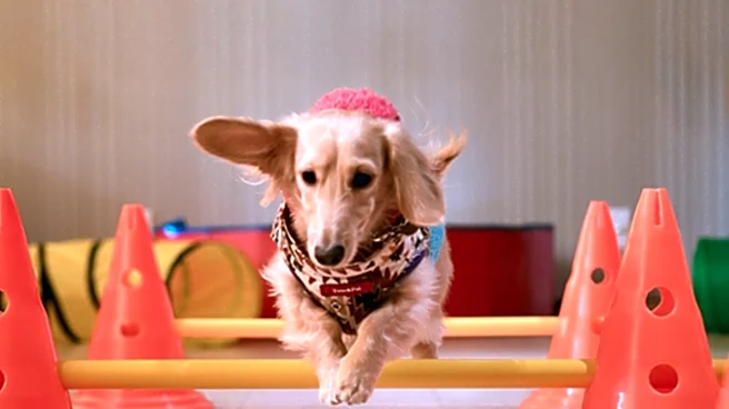 Houston Kennel Club Hosts Major Dog Show with Over 1400 Entries