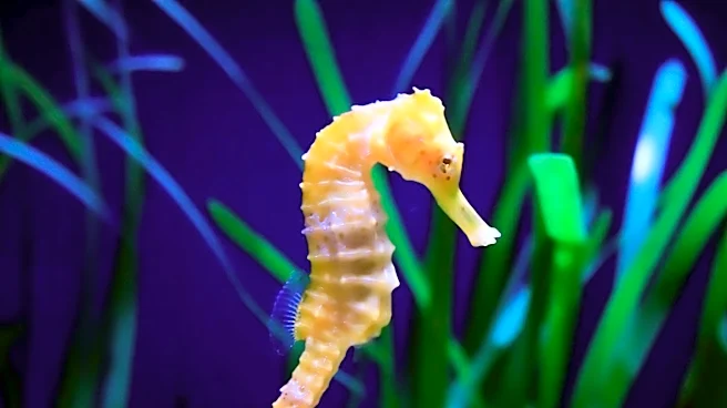Seahorses' Rapid Hunting Mechanism Threatened by Climate Change