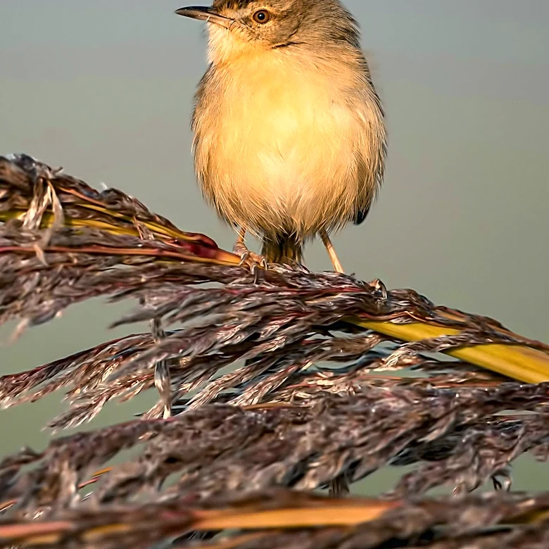 Over 800 Birds Rescued from Neglect in San Diego County