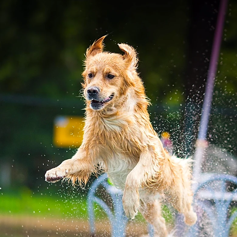 Greater Monroe Kennel Club Hosts Major Dog Show with Over 1000 Entries