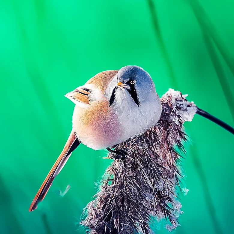 Endangered Piping Plovers Monty and Rose Lead to Cancellation of Chicago Music Festival