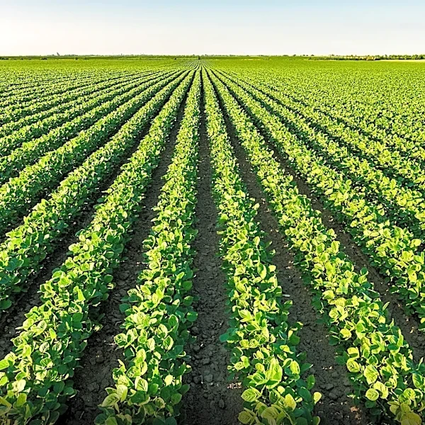 Texas Leads U.S. in Farm Numbers Amid Nationwide Decline in Agriculture