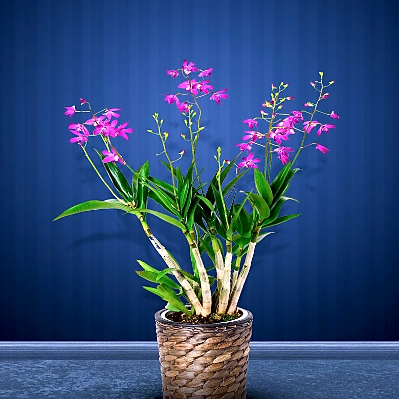 Scientists Warn of Extinction Risk for Earth's Flowering Plants