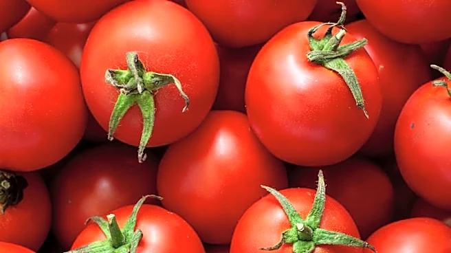 Study Finds Lycopene Mitigates Depression and Immune Dysfunction in Rats