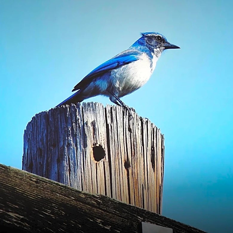 Scrub-jays in Rockledge, Florida Captured in Nature Segment