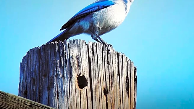 Scrub-jays in Rockledge, Florida Captured in Nature Segment
