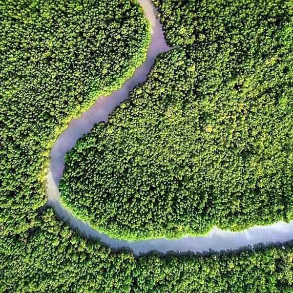 Stanford Study Challenges Traditional View on River Meanders and Plant Influence
