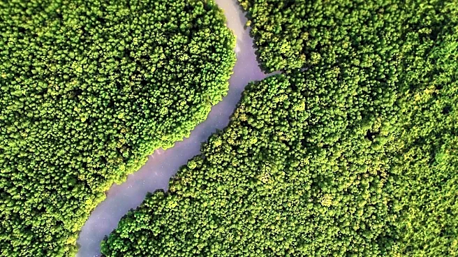 Stanford Study Challenges Traditional View on River Meanders and Plant Influence
