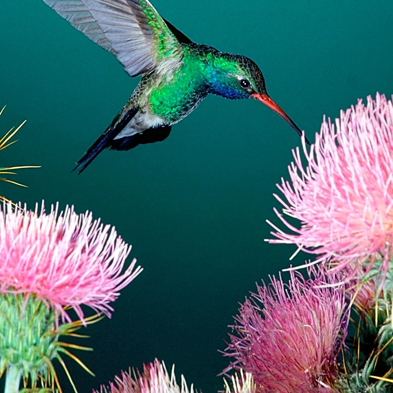 Sedona City Council Designates Anna's Hummingbird as Official City Bird