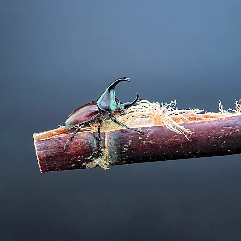 Clemson Scientist Discovers 339 New Beetle Species in Ecuador Using Genetic Techniques