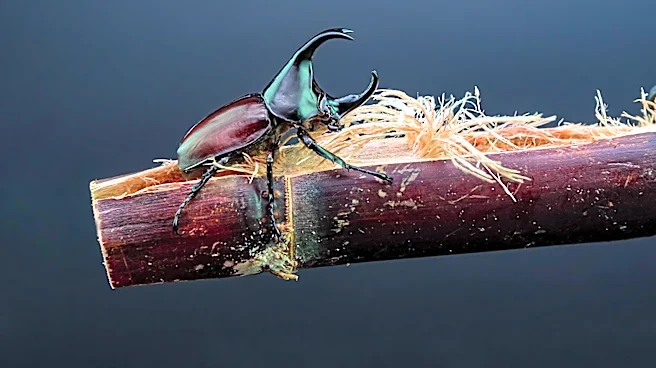 Clemson Scientist Discovers 339 New Beetle Species in Ecuador Using Genetic Techniques